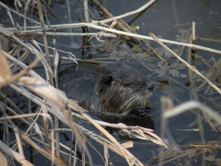 Nutria - Fiume Sile, presso Treviso